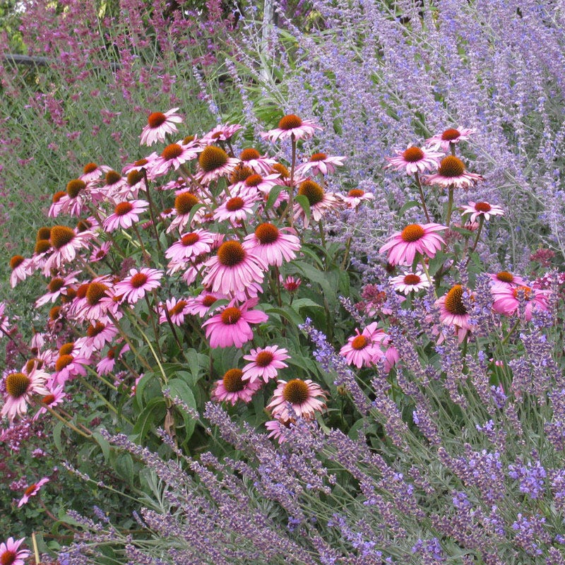 planting lavender in august August Afternoons Pre-Planned Garden