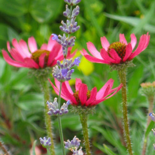 花 Rye Echinacea tennessensis Rocky Top, Purple Coneflower | High Country