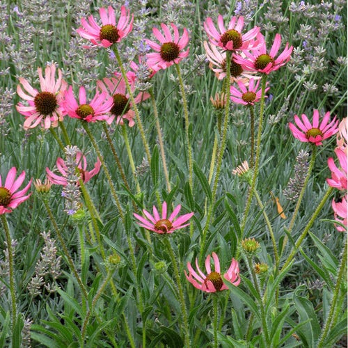 echinacea tennesseensis seeds Echinacea tennessensis Rocky Top, Purple Coneflower
