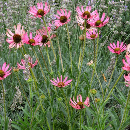 Rocky Top Echinacea