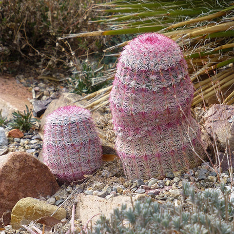 Rainbow Hedgehog Cactus, Echinocereus