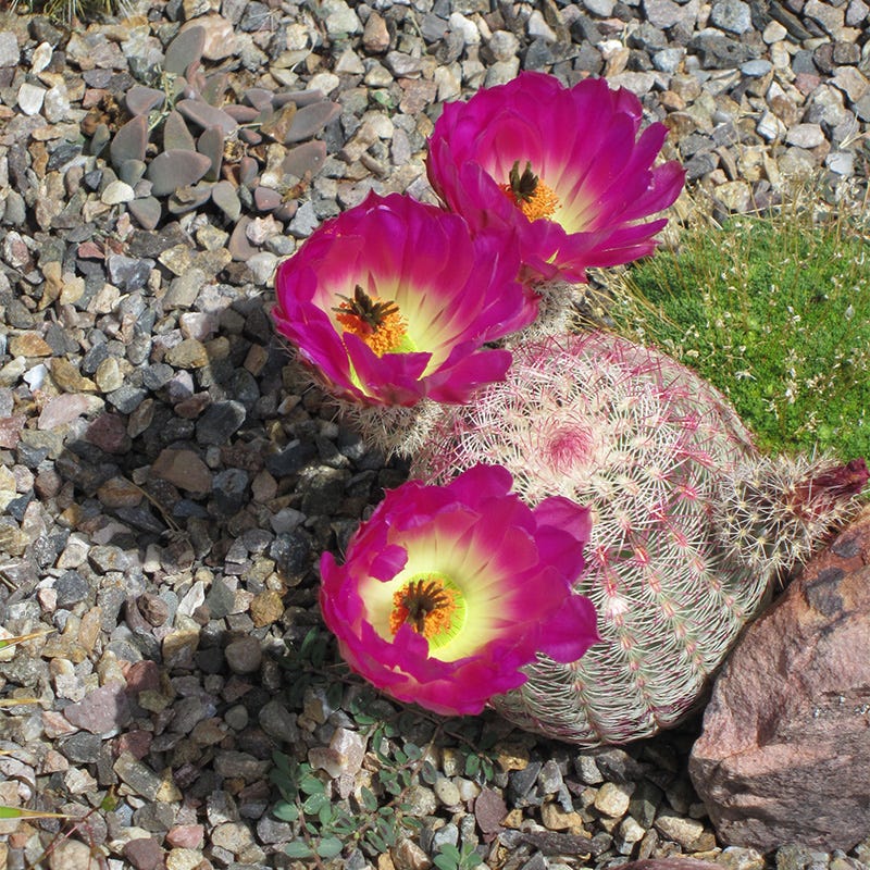 Rainbow Hedgehog Cactus, Echinocereus