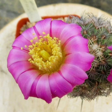 Texas Native Cacti Collection