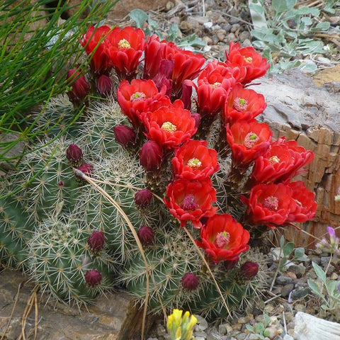 echinocereus coccineus Scarlet Hedgehog Cactus (Echinocereus)