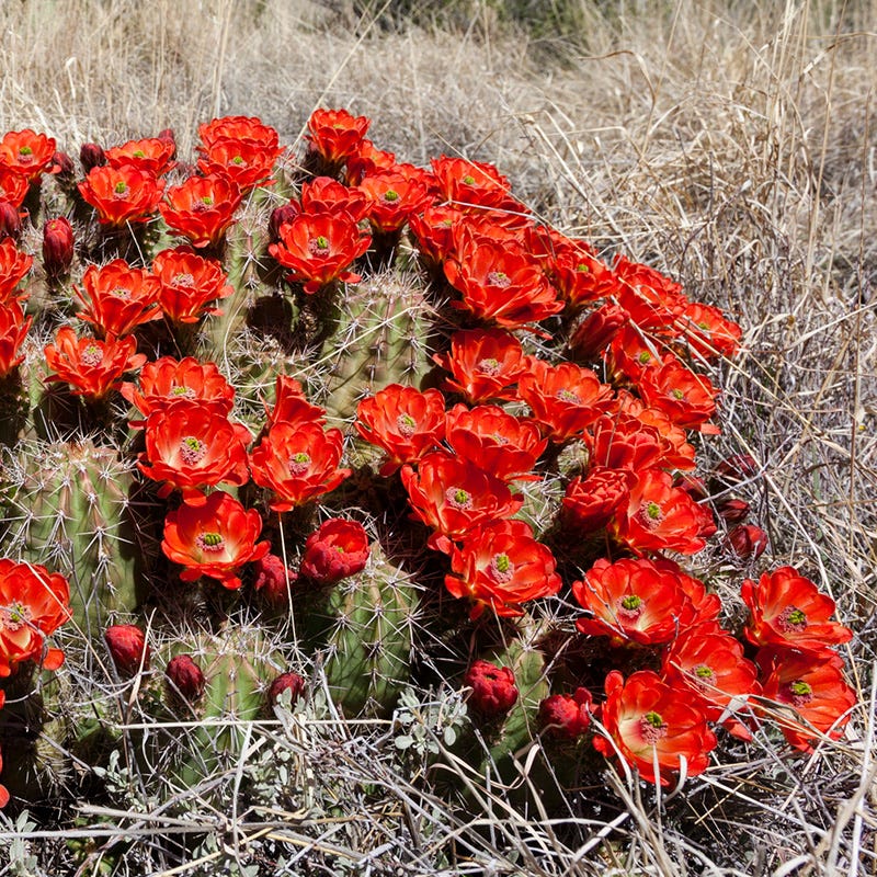 Cold Hardy Native Cacti Collection