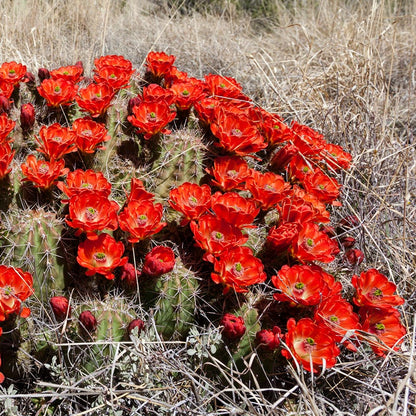 Cold Hardy Native Cacti Collection