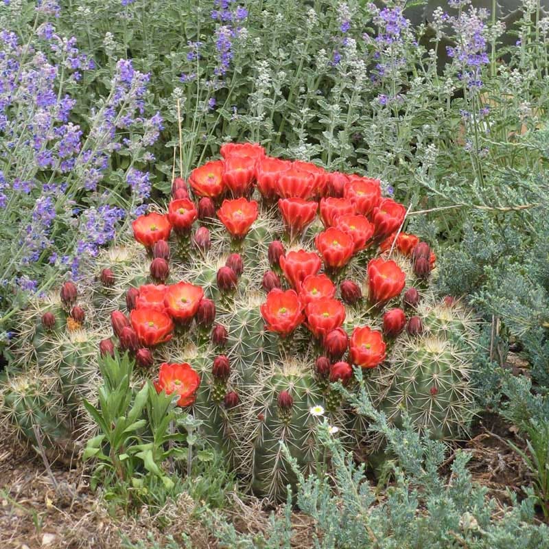 types of hedgehog cactus Scarlet Hedgehog Cactus, Claret Cup