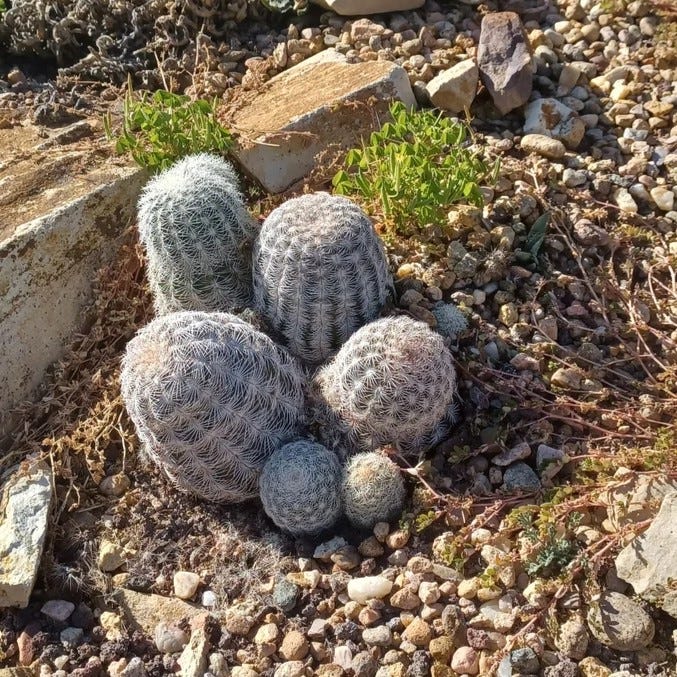 Texas Native Cacti Collection