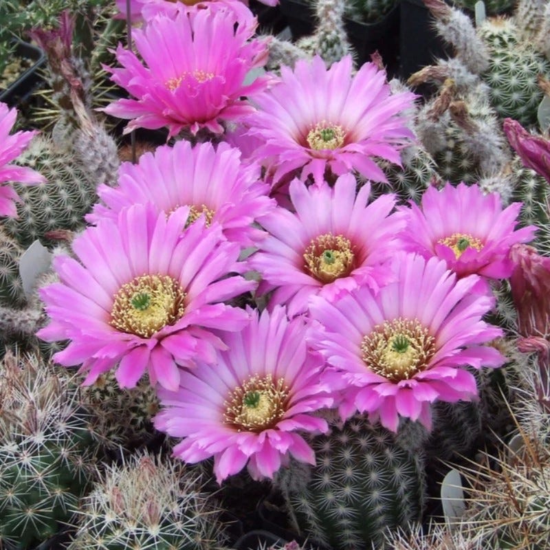 Texas Native Cacti Collection