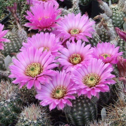 Texas Native Cacti Collection