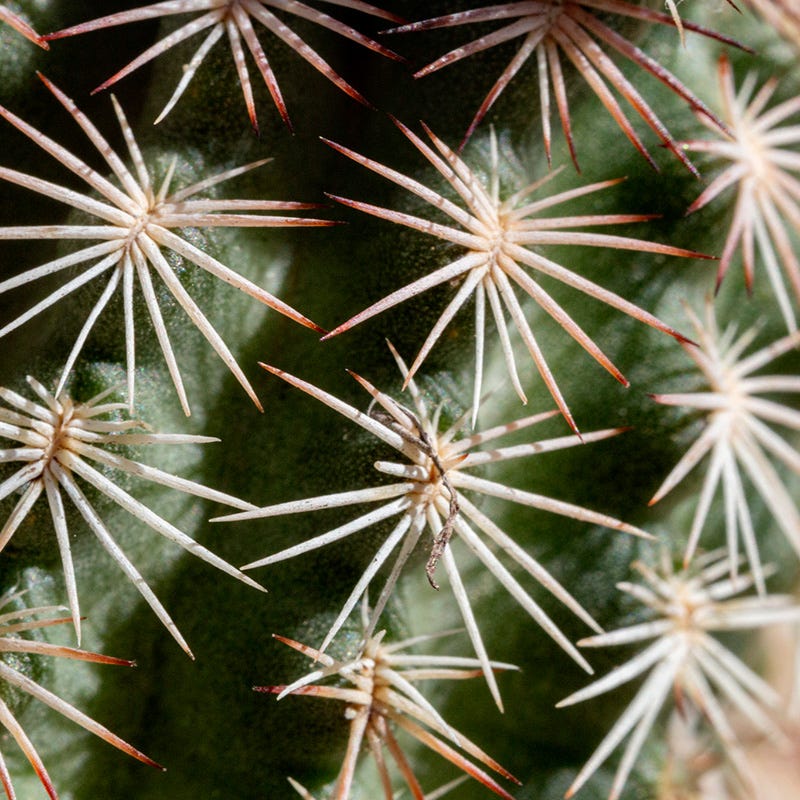 Cold Hardy Native Cacti Collection