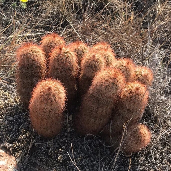 Southwest Native Cacti Collection