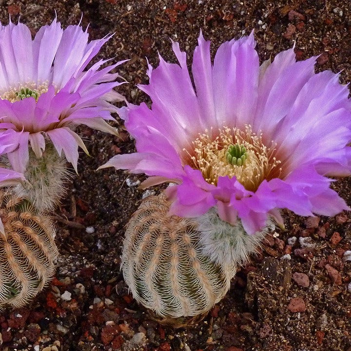Dwarf White Lace Hedgehog Cactus (Echinocereus)