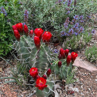 Southwest Native Cacti Collection