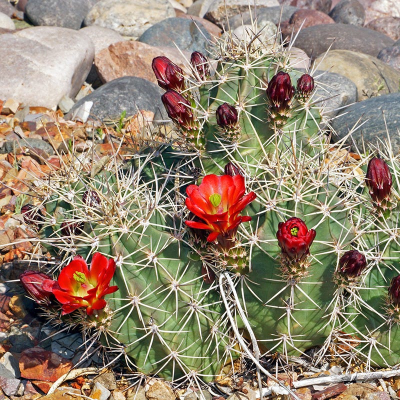 native colorado succulents Cold Hardy Native Cacti Collection