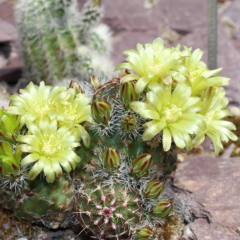 cold hardy cacti and succulents Cold Hardy Native Cacti Collection