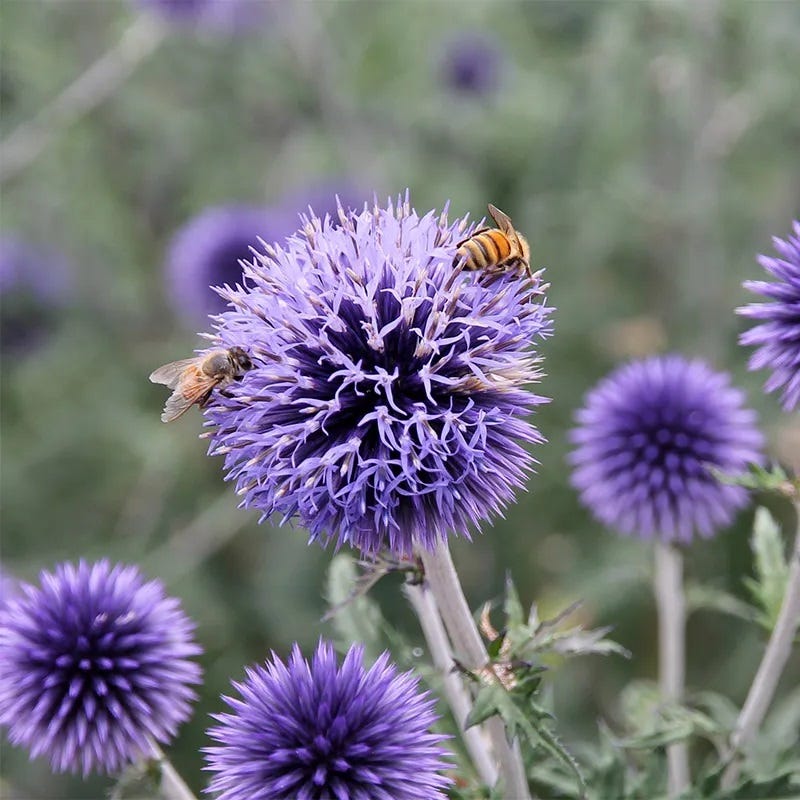 Blue Glow Echinops