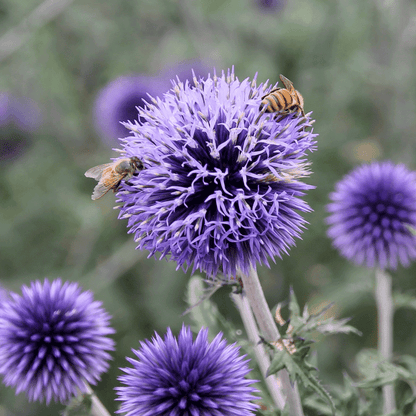 Butterfly & Bee-Friendly Collection For The West