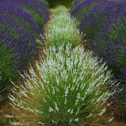 lavender outdoor plants Edelweiss Lavender, Lavandula