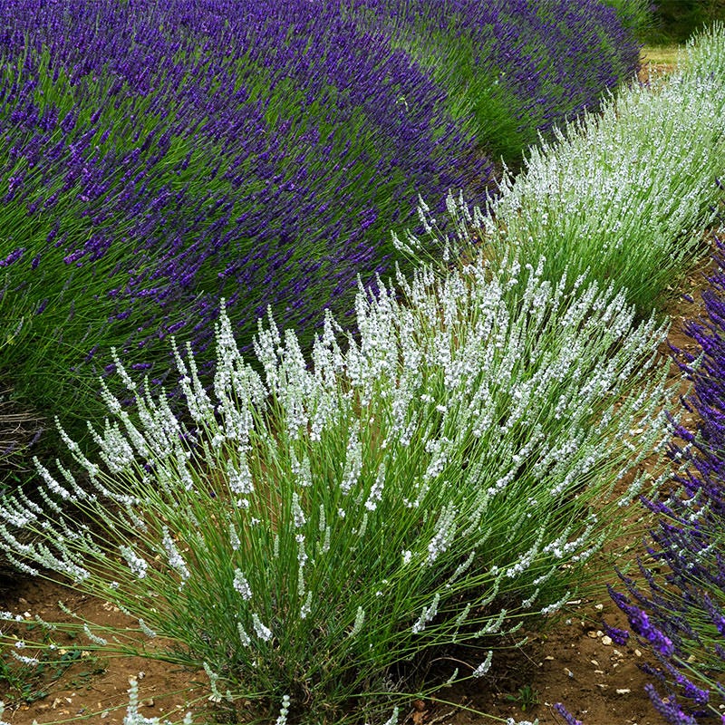pale lavender plant Edelweiss Lavender, Lavandula