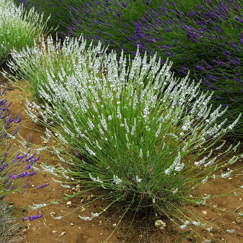 white french lavender plants Edelweiss Lavender, Lavandula