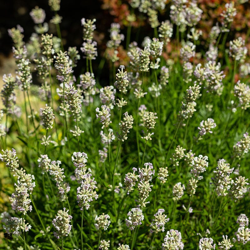 lavender plant leaves Edelweiss Lavender, Lavandula