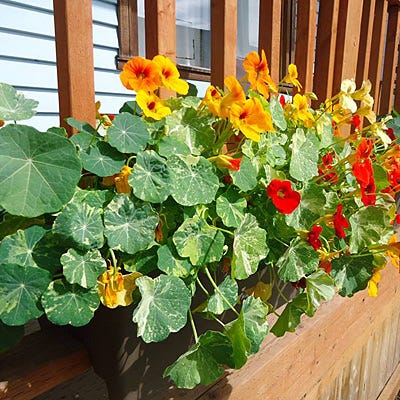 tall yellow garden bloom with edible seeds Edible Flower Seed Mix