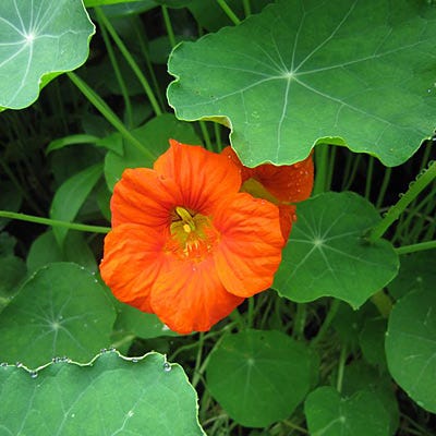 edible flower seeds Edible Flower Seed Mix