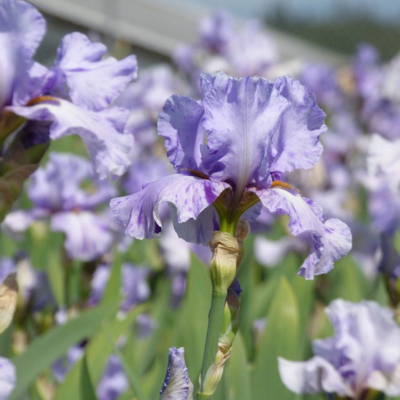 Elainealope Reblooming Bearded Iris