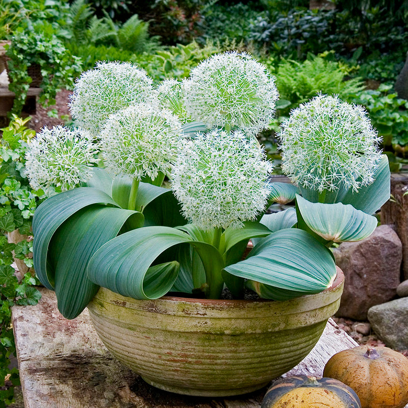 allium plants in pots Ivory Queen Allium