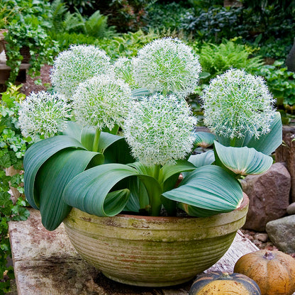 Ivory Queen Allium
