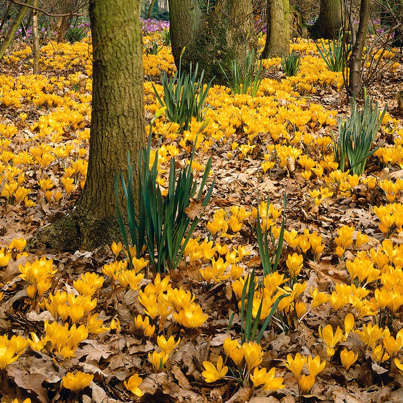 Magic Carpet Bulb Collection