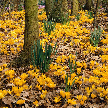 Magic Carpet Bulb Collection