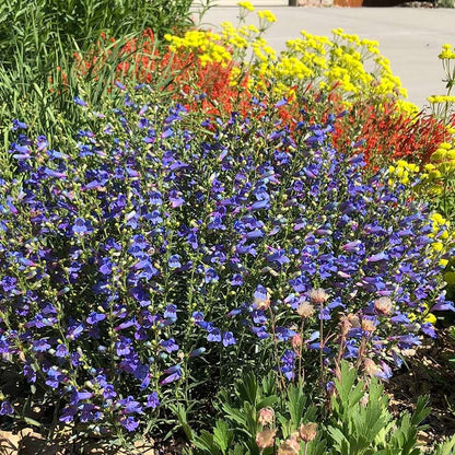 Electric Blue Penstemon