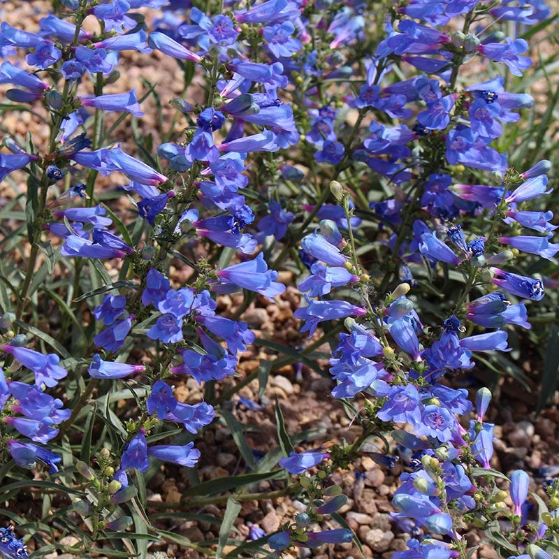 Electric Blue Penstemon