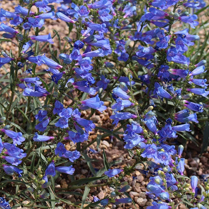 Electric Blue Penstemon