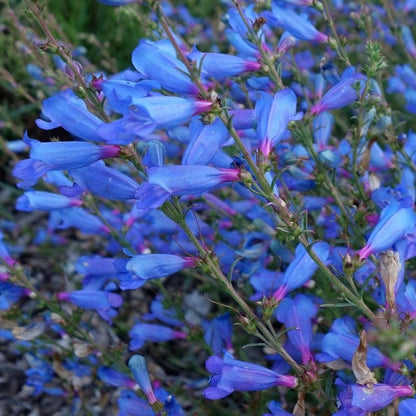 Electric Blue Penstemon