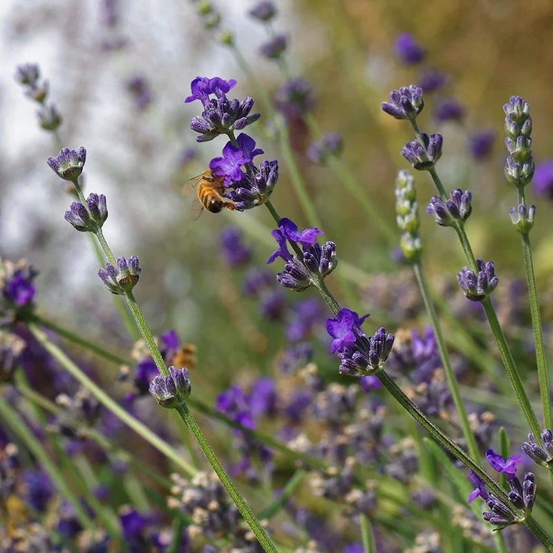 standard lavender plants Buena Vista English Lavender, Lavandula angustifolia