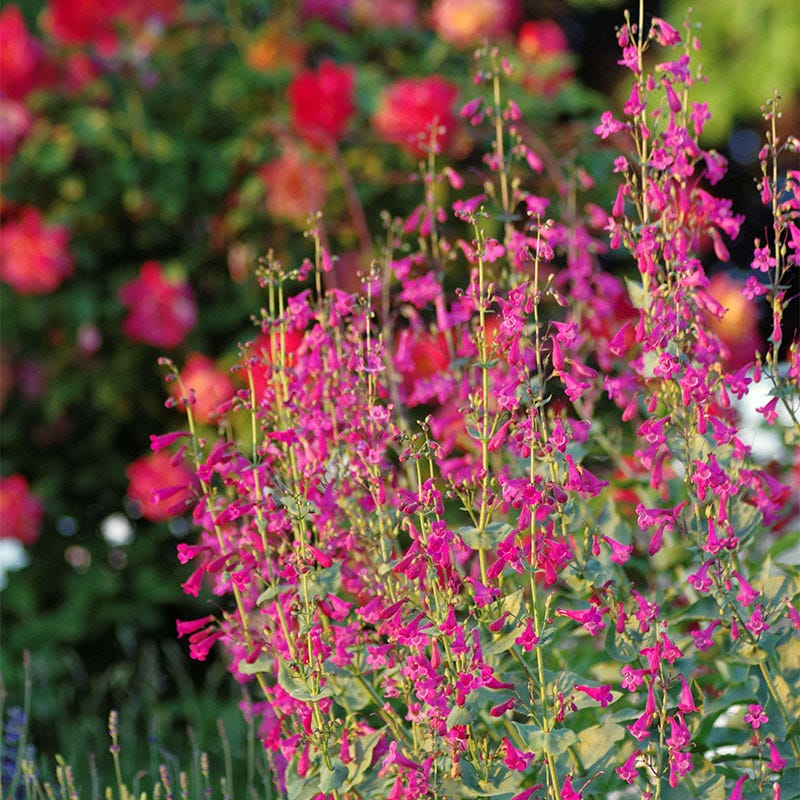All Star Penstemon Collection