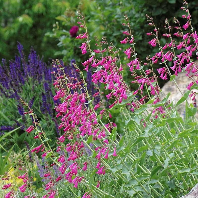 Coconino County Desert Penstemon