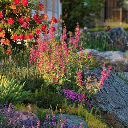 Coconino County Desert Penstemon