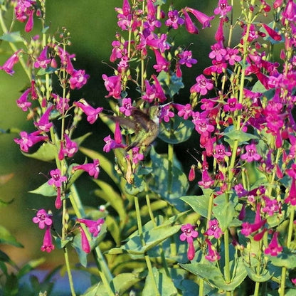 Coconino County Desert Penstemon