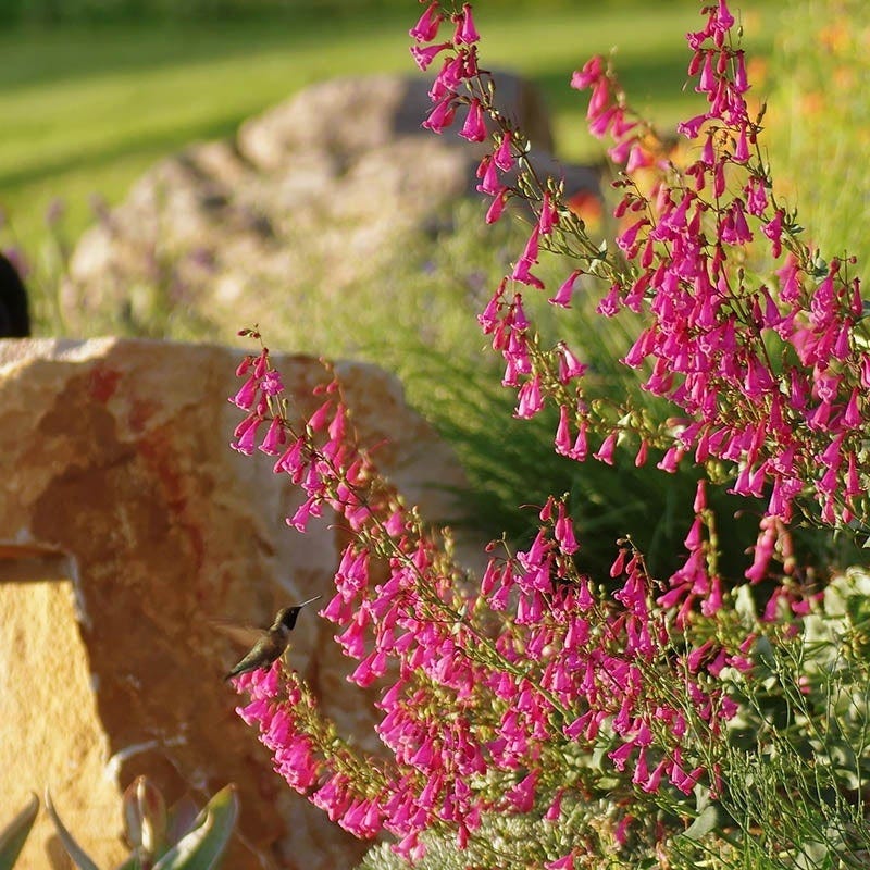 Coconino County Desert Penstemon