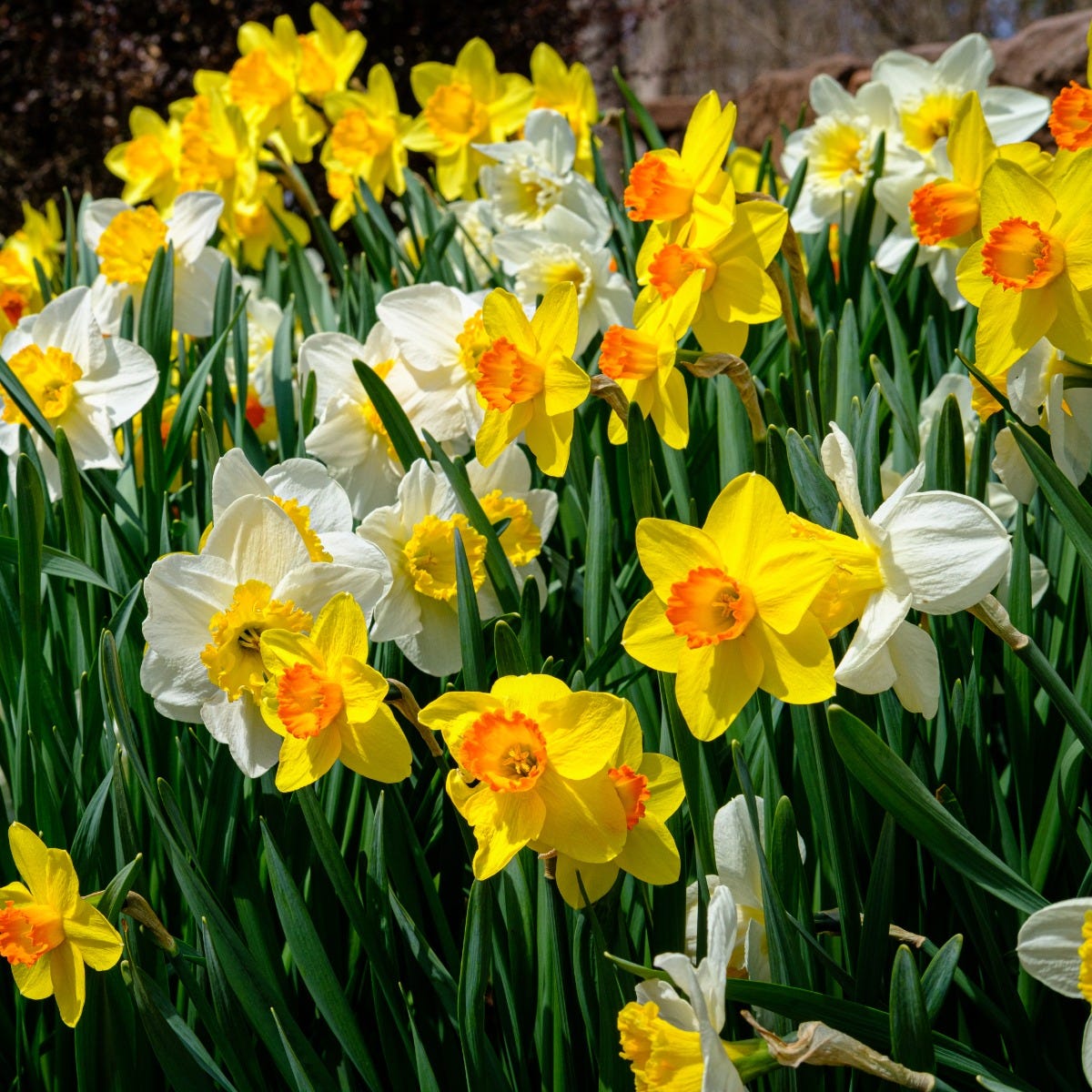 Endless Daffodil Bulb Collection