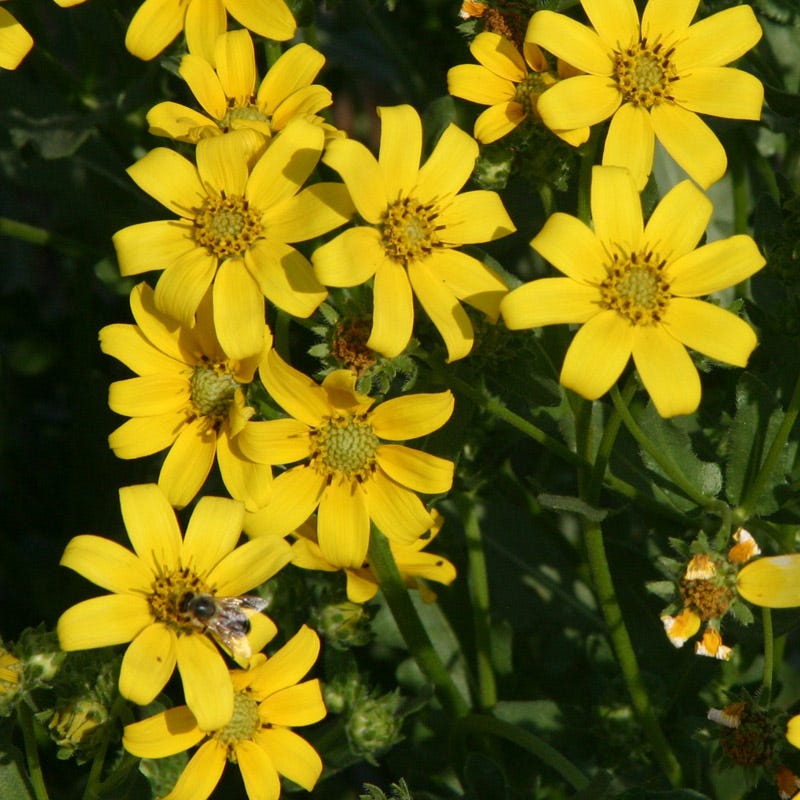 Engelmann's Daisy (Engelmannia)