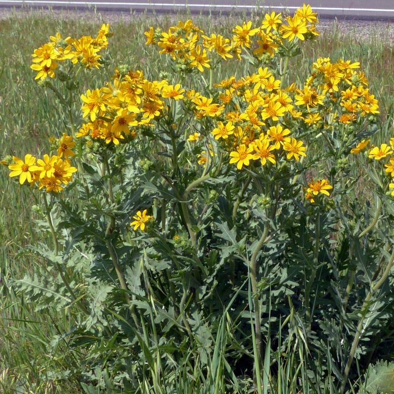 Engelmann's Daisy (Engelmannia)