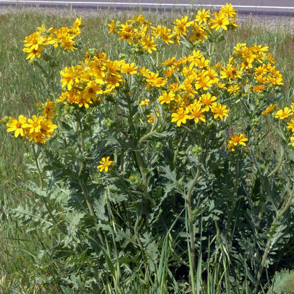 Engelmann's Daisy (Engelmannia)