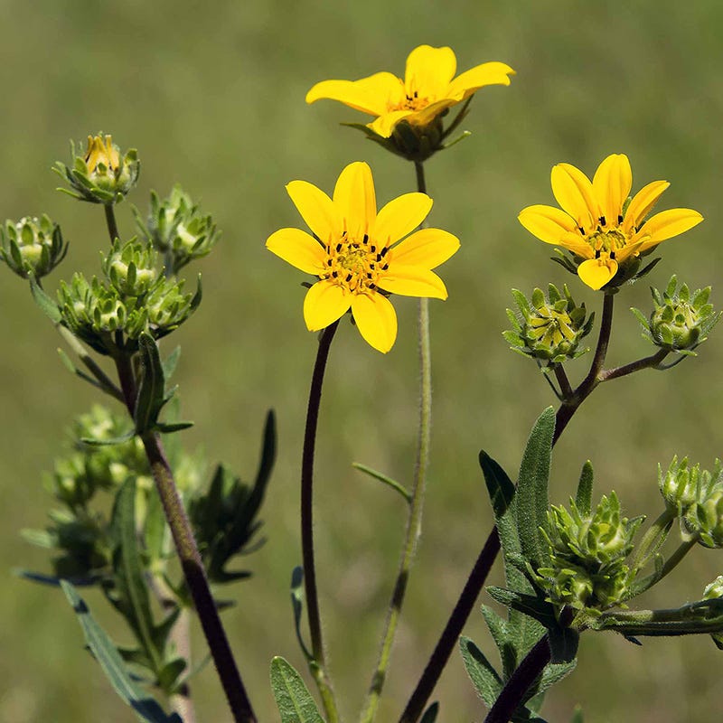 ENGELMANNIA peristenia (Engelmann Daisy) 0.5 oz