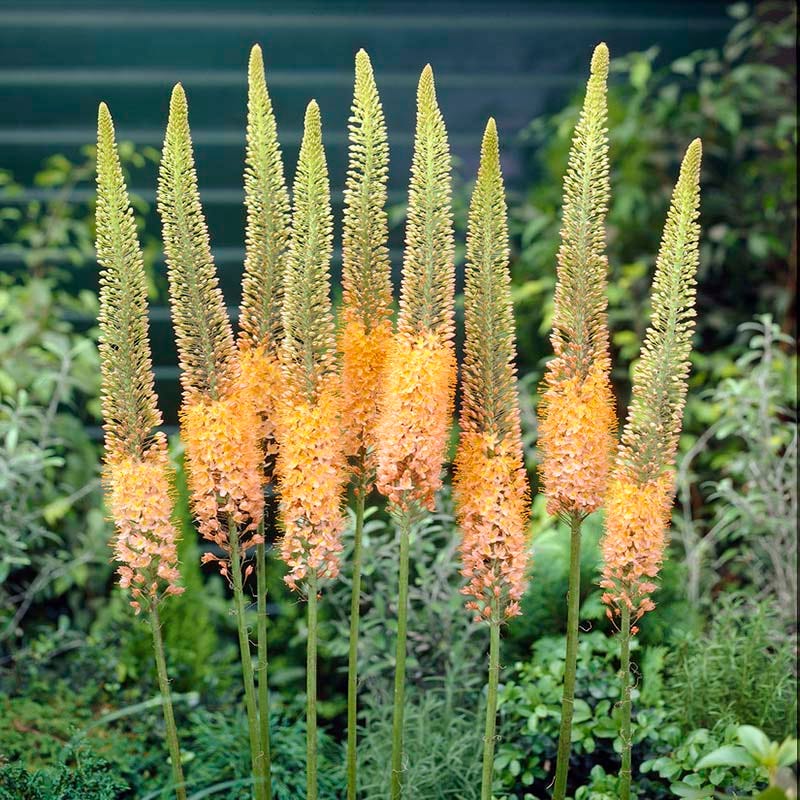 Cleopatra Foxtail Lily (Eremurus)