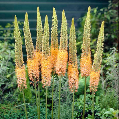 Cleopatra Foxtail Lily (Eremurus)